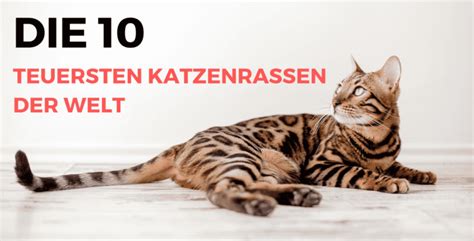 Dit zijn de 10 duurste kattenrassen ter wereld .